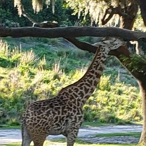 Meet your Posher, Nikki